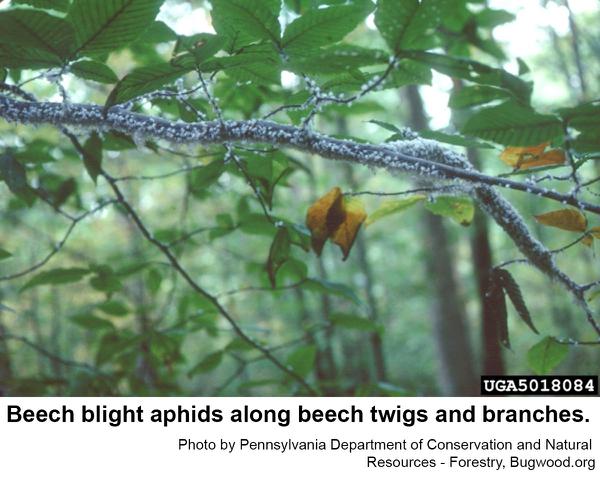 Beech blight aphids persist